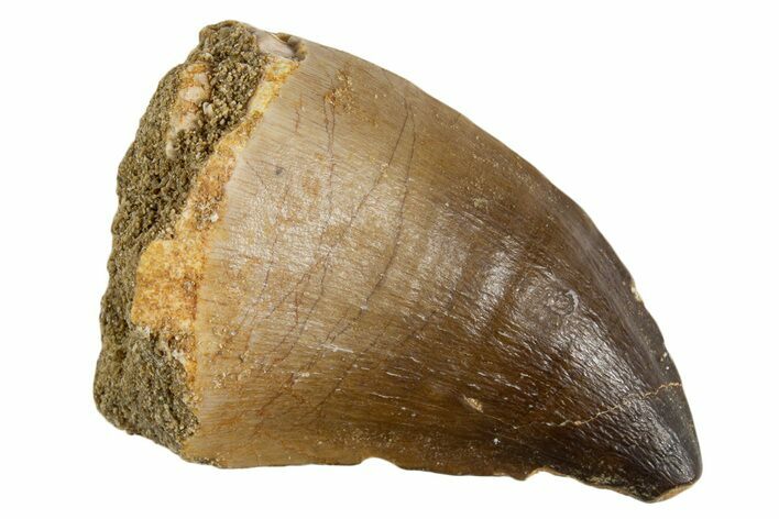 Fossil Mosasaur (Thalassotitan) Tooth - Morocco #345104